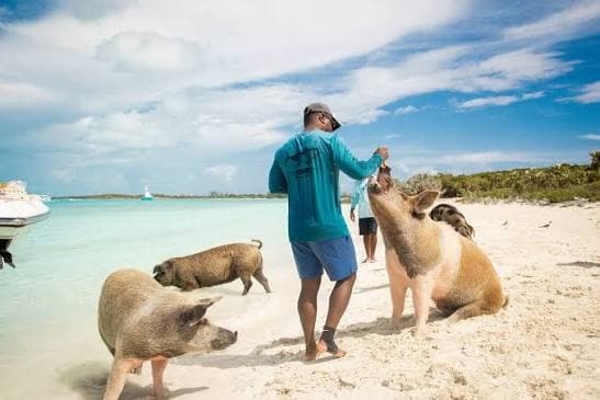 Exuma Swimming Pigs & Cays Half-Day Excursion